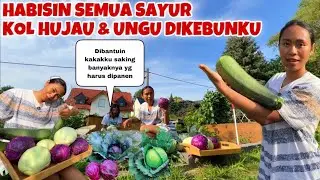 PANEN SEMUA SAYUR KOL HIJAU & UNGU