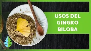 Ginkgo Biloba: Properties, Benefits, and How to Take It