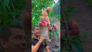 Oque será essa fruta? 
