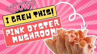 From Setup to Harvest: Pink Oyster Mushrooms in my Shrooly | Shrooly Review