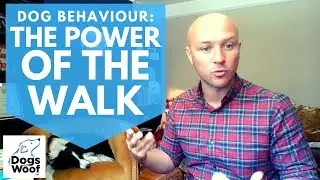 Dog Behaviour: The Hidden Benefits of Walking Your Dog