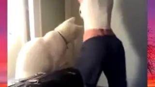 Love the cat