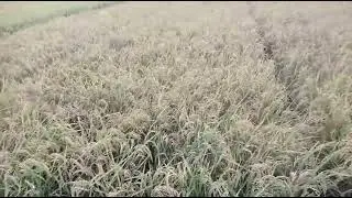 PADI MENGUNING BERKAH.. BERKAH PANEN RAYA