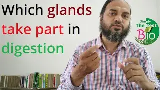 Which glands take part in digestion? By Simply The Best BIO