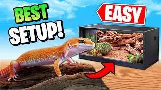 The Best Leopard Gecko Setup!