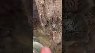Tarantula AMPUTATED her crippled leg !! 🔪🦵🏼 
