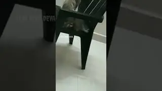 Lovable Cats #cat #cats #catsshorts #catlover #cutecat #cute #cutebaby #love #lovable #pets #pet #yt