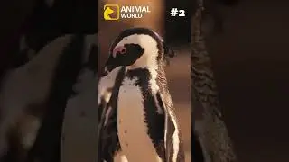 3 cool facts about penguins #shorts