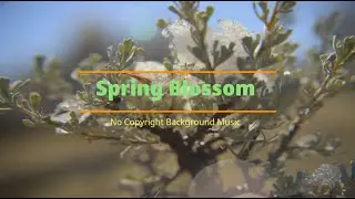 Spring Blossom (No Copyright Background Music)