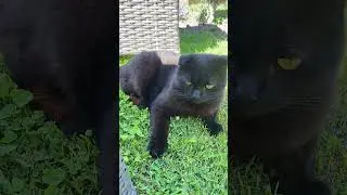 #приколы #юмор #смешныевидео #приколысживотными