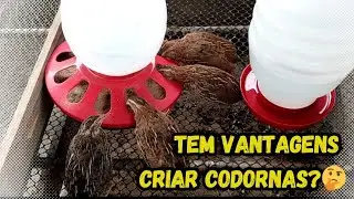 Pequena Criação de Codornas na laje.