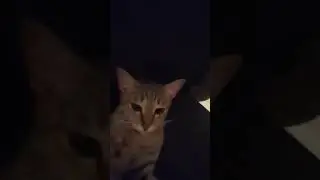 ll my cat yumi ll