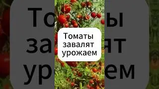 Томаты в августе. Важная подкормка!  #дача #огород #томаты #урожай