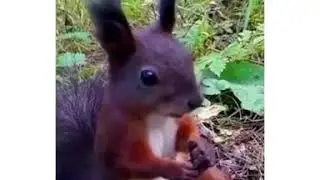 Прикол . Белочка пришла