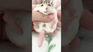 Turns out it's not a hamster! 🐹🫣 