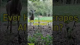 Ever hunt scrapes after rain? #Deer #deerhunting #mockscrape