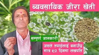 Jira kheti || जिरा खेती सम्बन्धी सम्पुर्ण जानकारी || Zeera kheti || Cumin Farming