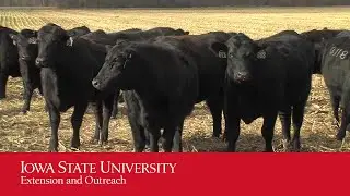 IMPACT: Beef Quality Assurance