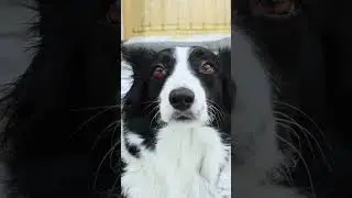 «Жанр вне себя»