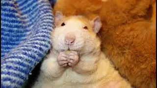 Sweet old Zouma: Tales from the Life of our old Rat