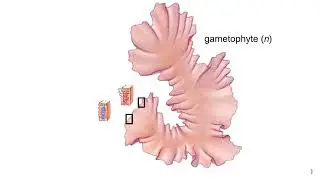Red alga life cycle Animation