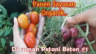 PANEN SAYURAN ORGANIK SETIAP HARI DI PEKARANGAN RUMAH | INDAHNYA BERKEBUN | URBAN FARMING