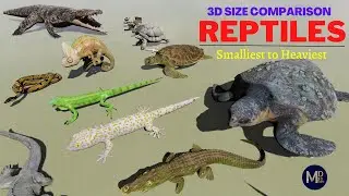 Reptiles SIZE Comparison 🐢 🐍 🦎 Animal Size Comparison (UPDATED Version 2.0)
