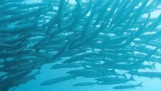 Барракуды на Сипадане