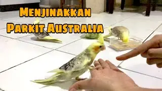 Cara Menjinakkan Parkit AustraliaCockatiel