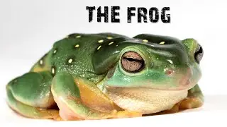 Frog Biology