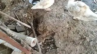 Үшінші индоүйрегім күрікке жатып.