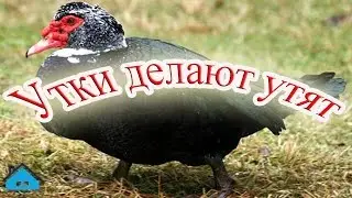 Селезень мускусной утки топчет свою уточку