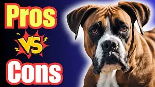 Pros and Cons of the Boxer Dog
