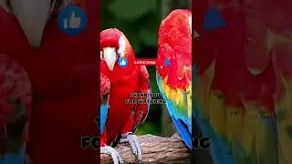 Top 10 Amazing Facts About Parrots for Kids! Educational Video #parrotfacts #colorfulparrots