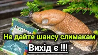 Як позбавитись від слимаків.Не дайте їм відкласти яйця восени і перезимувати.Дієві засоби і поради.