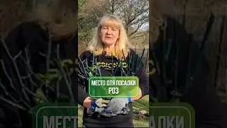 Выбираем место для посадки роз 