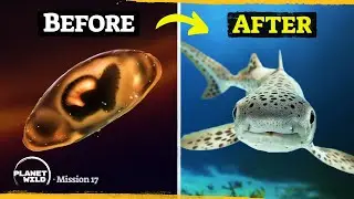 Rescued baby sharks return to the ocean for the first time!