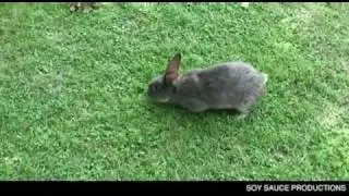SoyCon 1 - Joey Finds A Bunny
