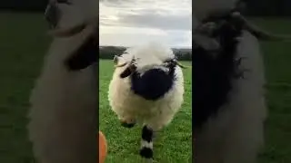 cute ram