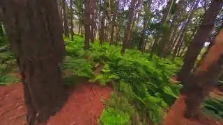 dodgy tree