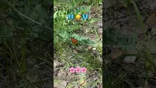 Воспоминания о лете… 🦋🌸🦋🥰 #summer #nature #butterfly #love
