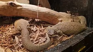 Gravid Red Ackies Basking!