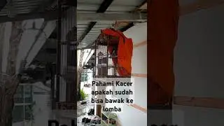Apakah Kacer sudah bisa bawak lomba #fypage #fypviral2024 #fypシ゚viral #fyp #fypvideo