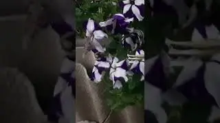 Калибри прилетела