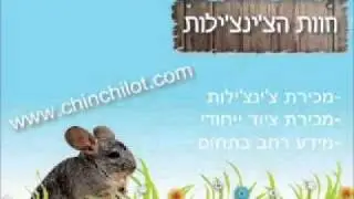 חוות הצ'ינצ'ילות - קולות של צ'ינצ'ילות - קולות אזהרה
