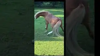 Animals Can Dance🐕🦜🐈🐎🐻🐾🦉|FOR FULL VIDEO GO TO TikTok@livingwild2gether #shorts #trending