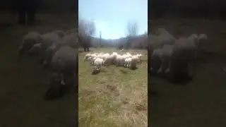 Ahiler çiftliği mera