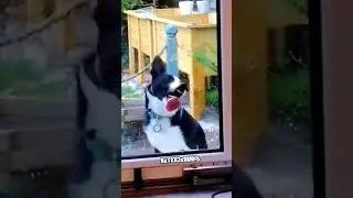 I love cats 🐈 #funny #catstagram #funnyanimals #funnycute #catlaughs #funnypets #animal #kittycat