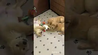 Puppies Playing with their friend Lucy the Lamb