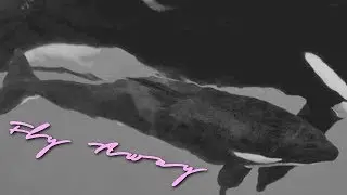 Kyara || Fly Away